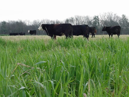 With planning, options can be put in place to reduce the concern caused by the spring and early summer dry period. Beef cows are grazing oats and turnips in the fall at the Southern Indiana Purdue Agricultural Center.(Photo Credit: Jason Tower, Southern Indiana Purdue Agricultural Center Superintendent) 