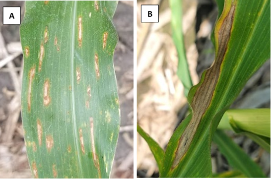 Figure 1. Foliar diseases to watch for in corn A. gray leaf spot, B. northern corn leaf blight. (Photo Credit: Darcy Telenko)