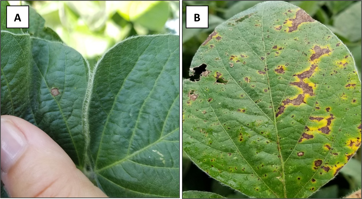Figure 2. Foliar diseases to watch for in soybean A. frogeye leaf spot, B Septoria brown spot. (Photo Credit: Darcy Telenko)