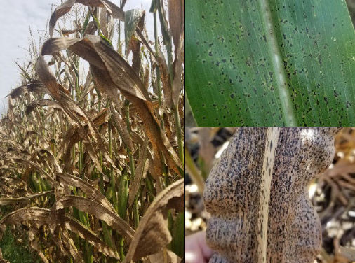 Silver Leaf Symptom in Corn (Purdue University)