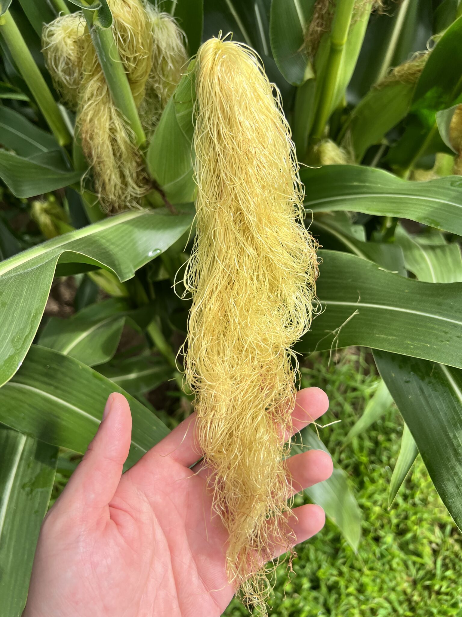 Figure 1. Excessive silk growth on corn ear due to lack of pollen availability in Central Indiana during the 2022 growing season. (Photo Credit: Dan Quinn)