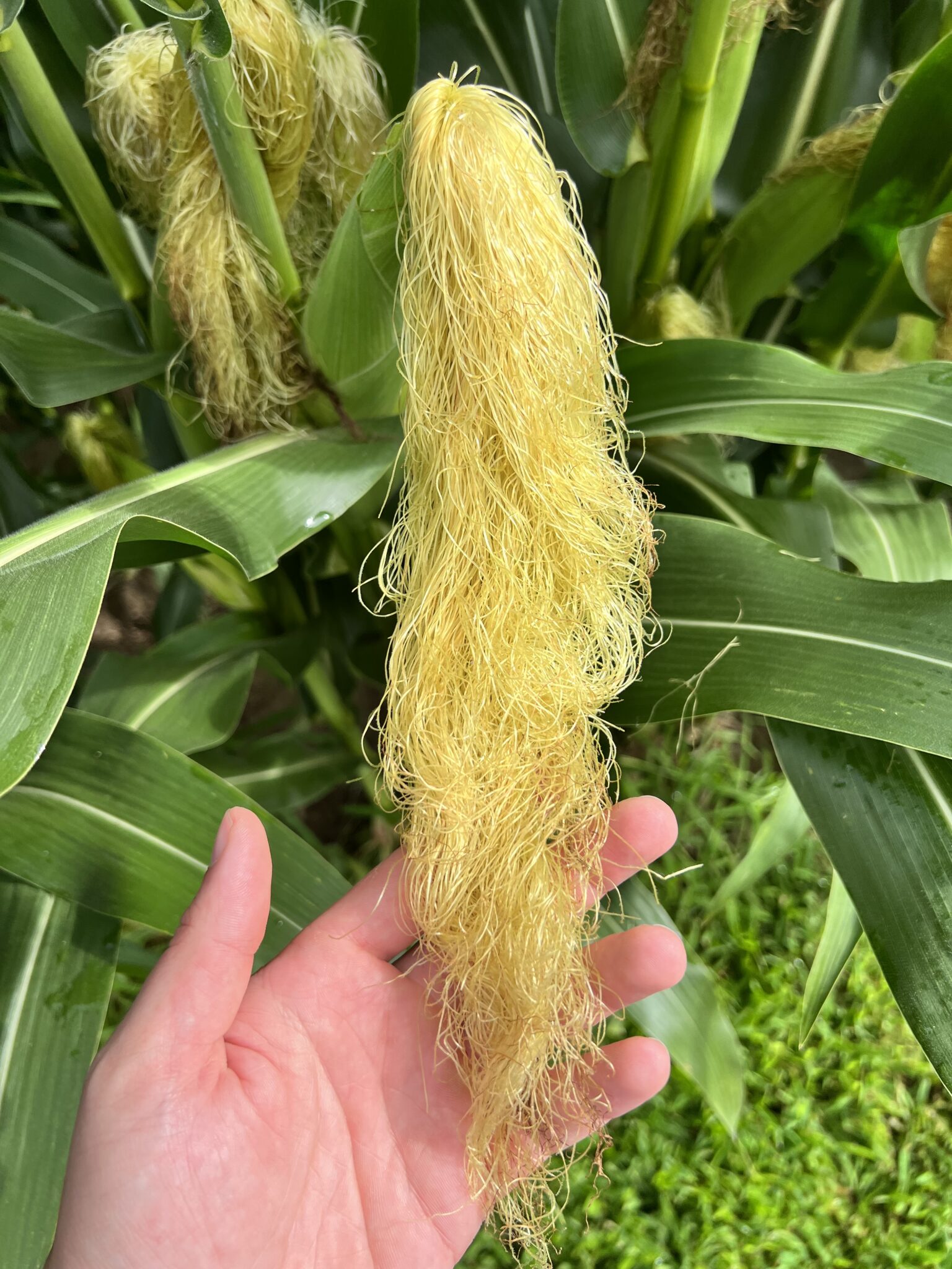What Are Corn Silks Everything You Need To Know FlyingMachineArena What Are Corn Silks Everything You Need To Know FlyingMachineArena