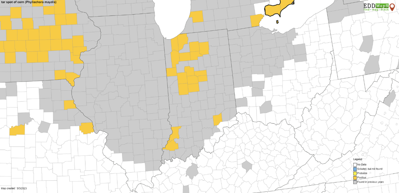Figure 1. Map of tar spot counties. Gray = found previously, Yellow = found in current 2023 season. Map updated on Aug 3, 2023. 