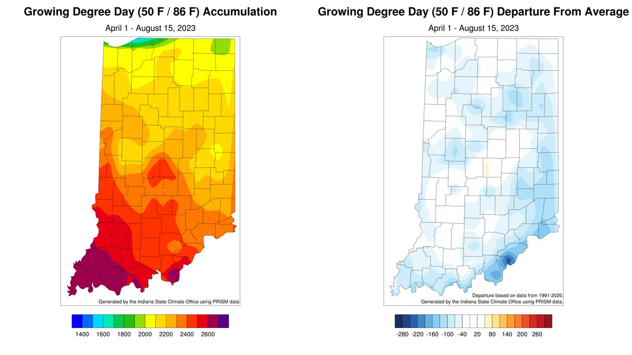 Figure 3: Total Accumulated Indiana Modified Growing Degree Days (MGDDs) April 1-August 15, 2023 (left) and Total Accumulated MGDDs represented as the departure from the 1991-2020 climatological normal (right). 