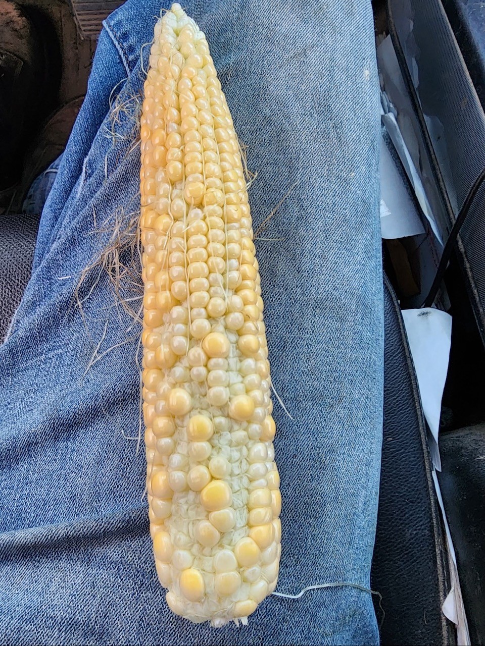 Figure 2. Poor pollination and missing kernels at the base of the ear caused by silks emerging too early prior to tassel presence and pollen shed. (Photo Credit: Brian Early, Indiana Pioneer Field Agronomist, 2023) 