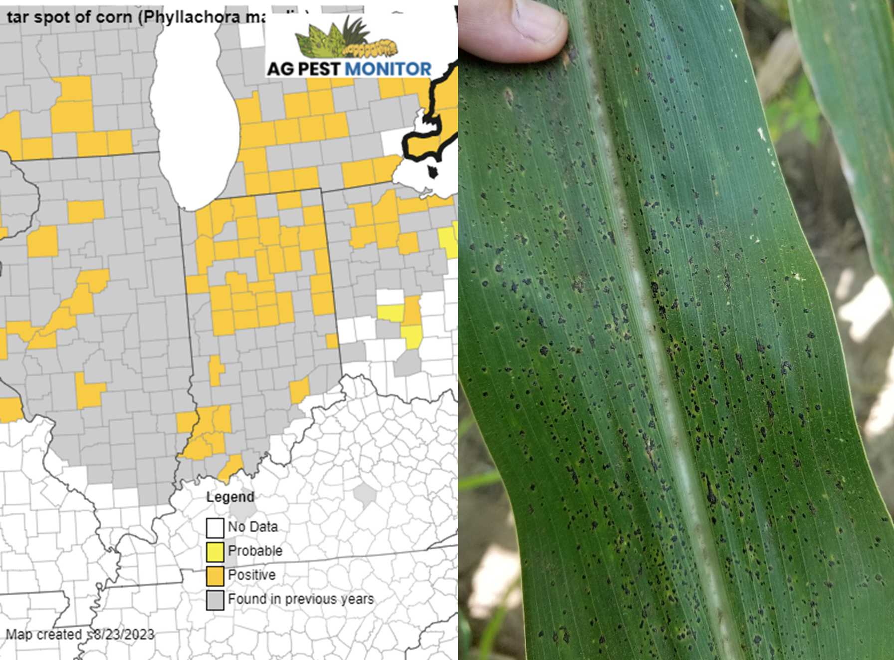 Figure 2. August 23, 2023 map of tar spot (Phyllachora maydis) and image of an infected leaf. 