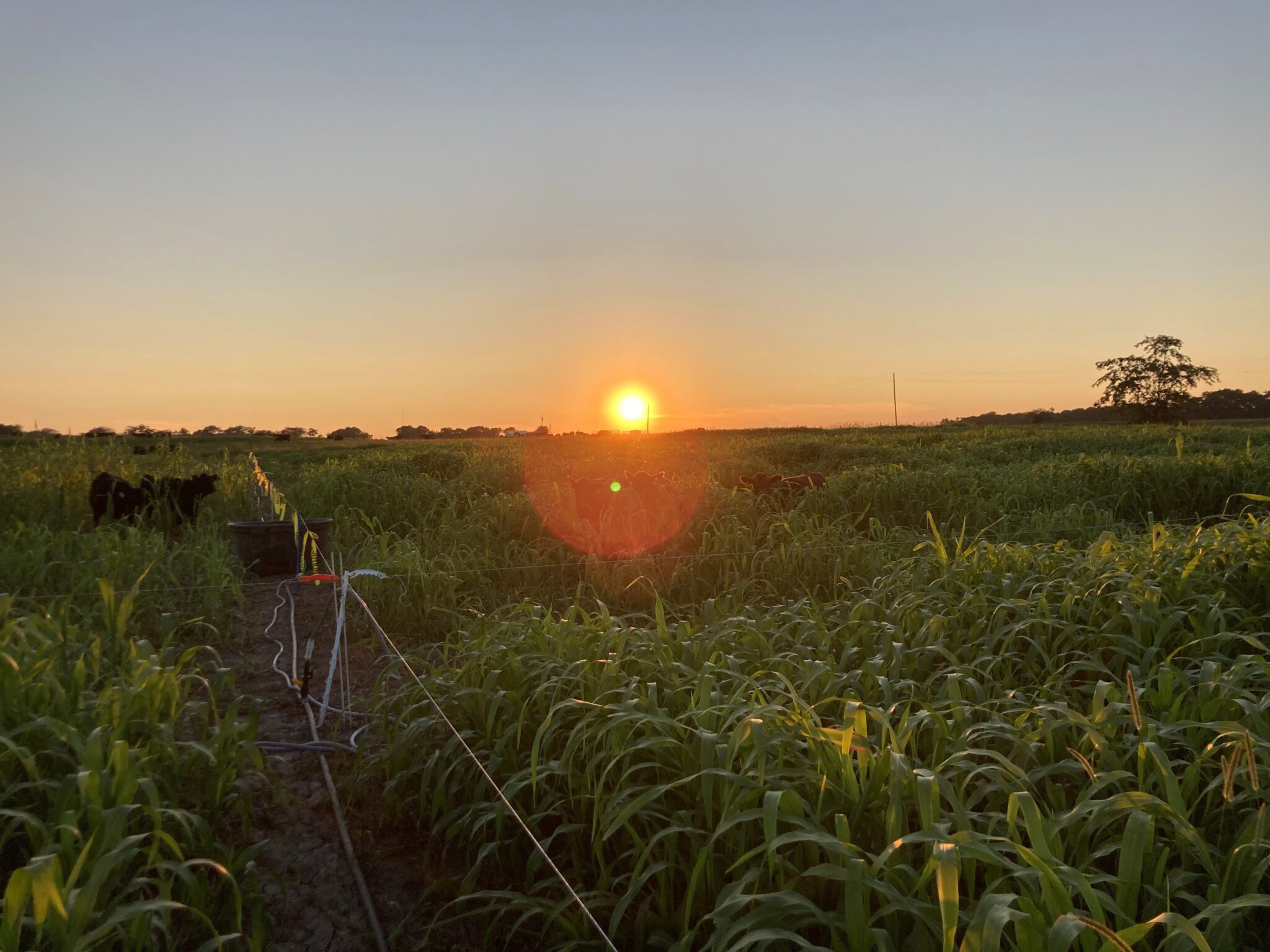 The summer sunset is a reminder that much can be done in late summer with forage management. (Photo Credit: Keith Johnson)