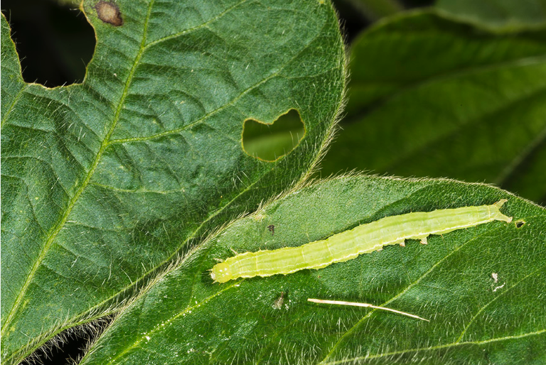 Black Moths Abundant Around The Farm Purdue University Pest&Crop