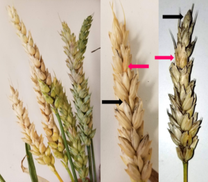 Fusarium Head Blight (Scab) Of Wheat: Things To Consider When ...