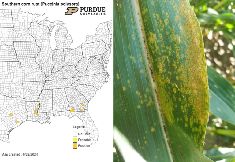 Update On Disease Risk In Corn In Indiana | Purdue University Pest&Crop ...