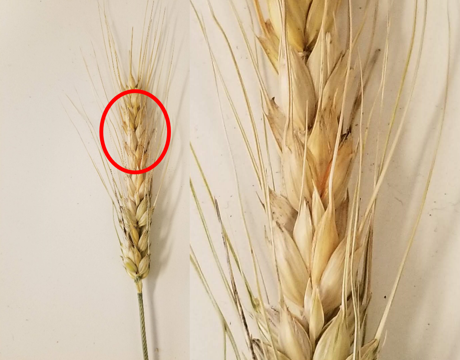 Fusarium Head Blight (Scab) Of Wheat: Things To Consider When ...