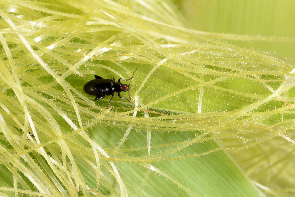 Homeless Insect Stories And Their Aptitude To Survive! | Purdue ...