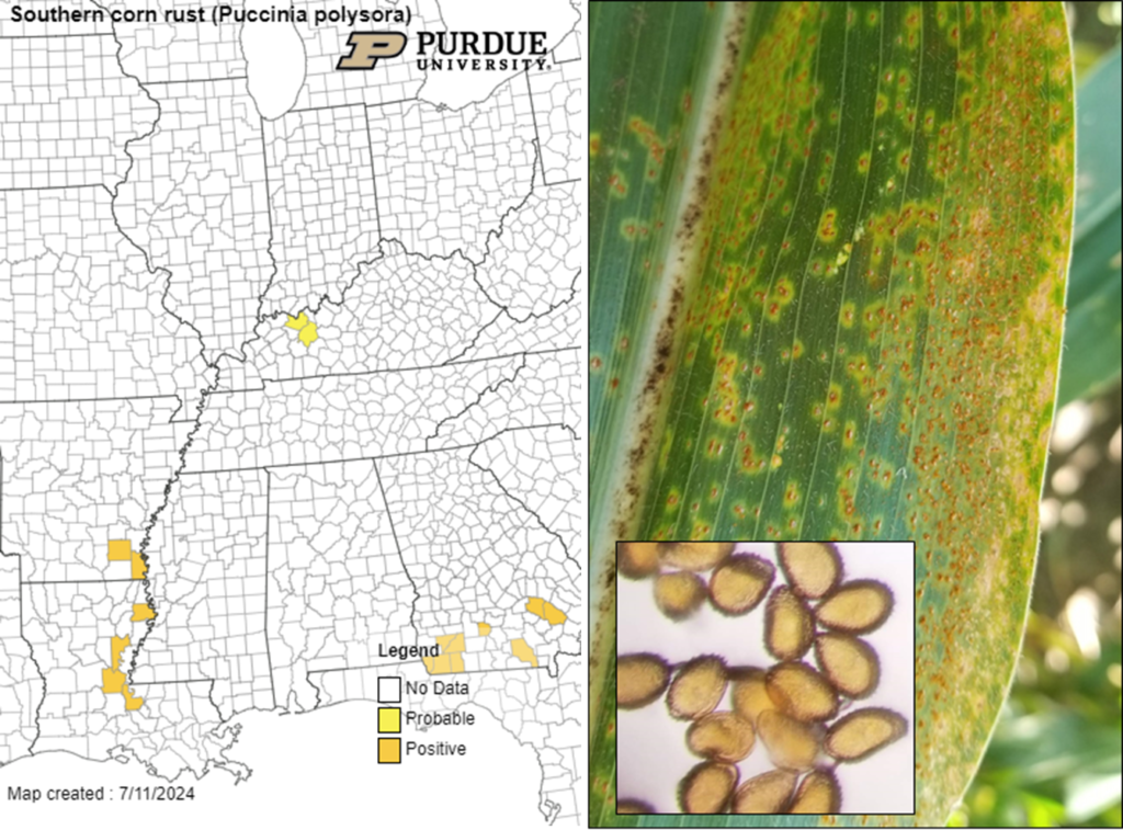 Foliar Disease Update In Indiana Corn And Soybean | Purdue University ...