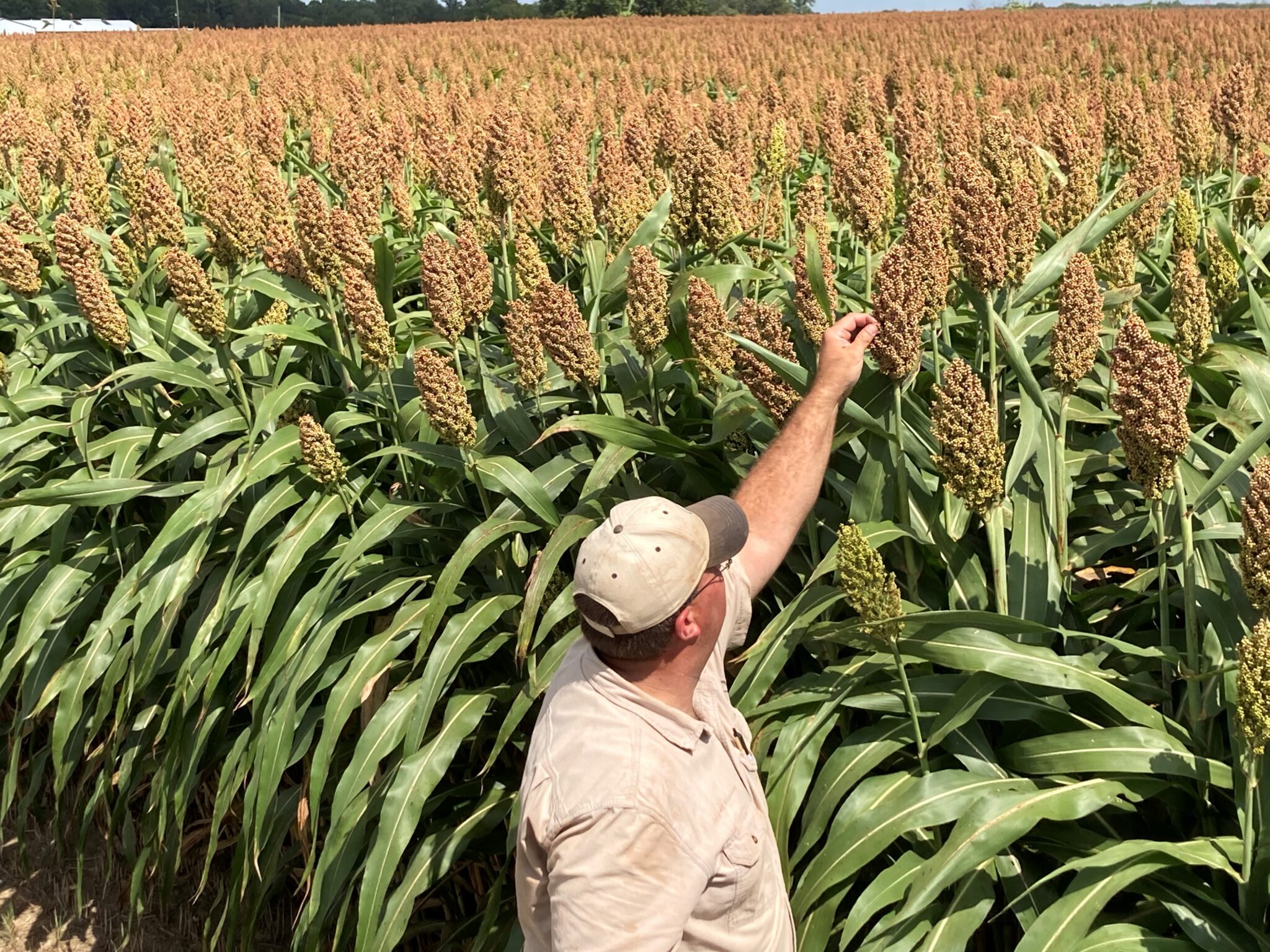 Purdue Field Day to Feature Research on Sorghum’s Value as a Forage ...