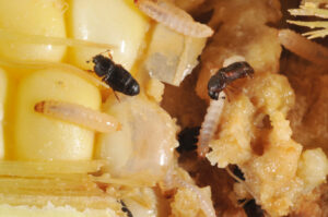 Little Bugs in Corn Ears | Purdue University Pest&Crop newsletter
