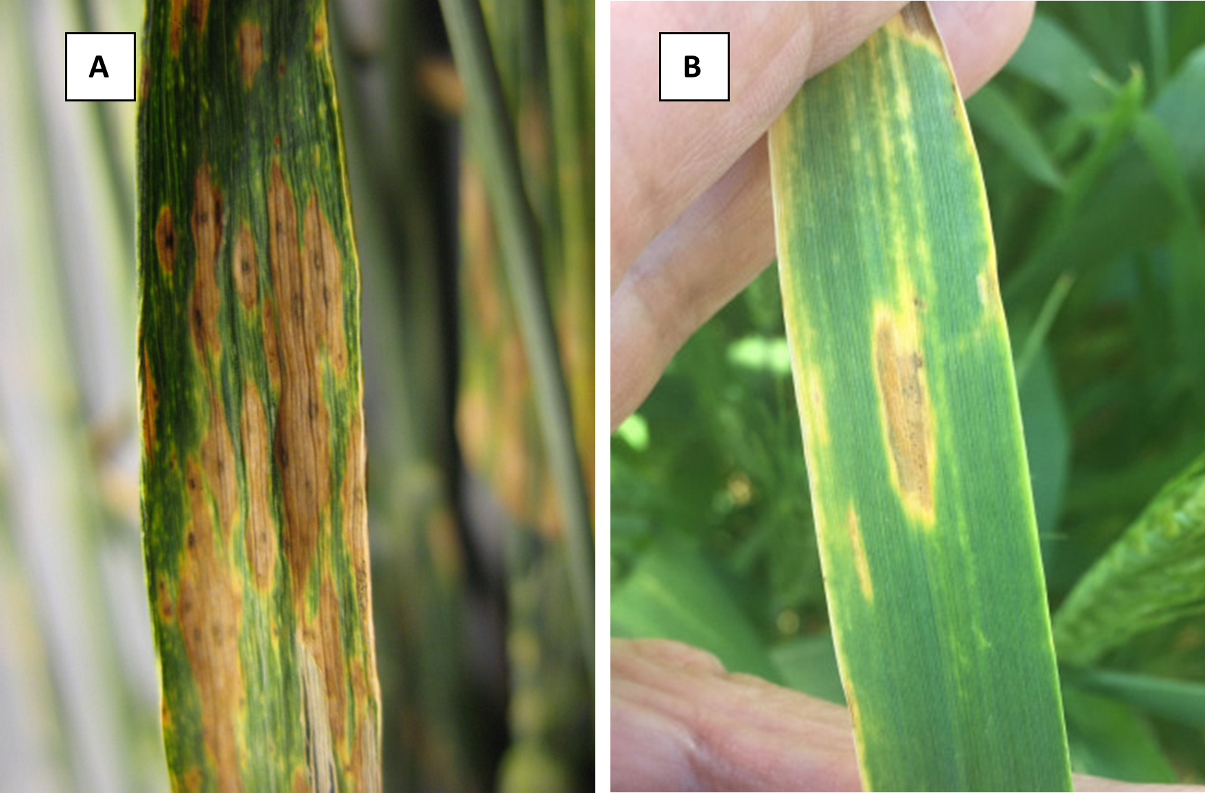 Figure 2. A) Elliptical, tan-brown lesions of Septoria tritici blotch, and 2) tan spot leaf lesion on wheat. Image source: M. Burrows https://cropprotectionnetwork.org/encyclopedia/septoria-tritici-blotch-of-wheat and https://cropprotectionnetwork.org/encyclopedia/tan-spot-of-wheat