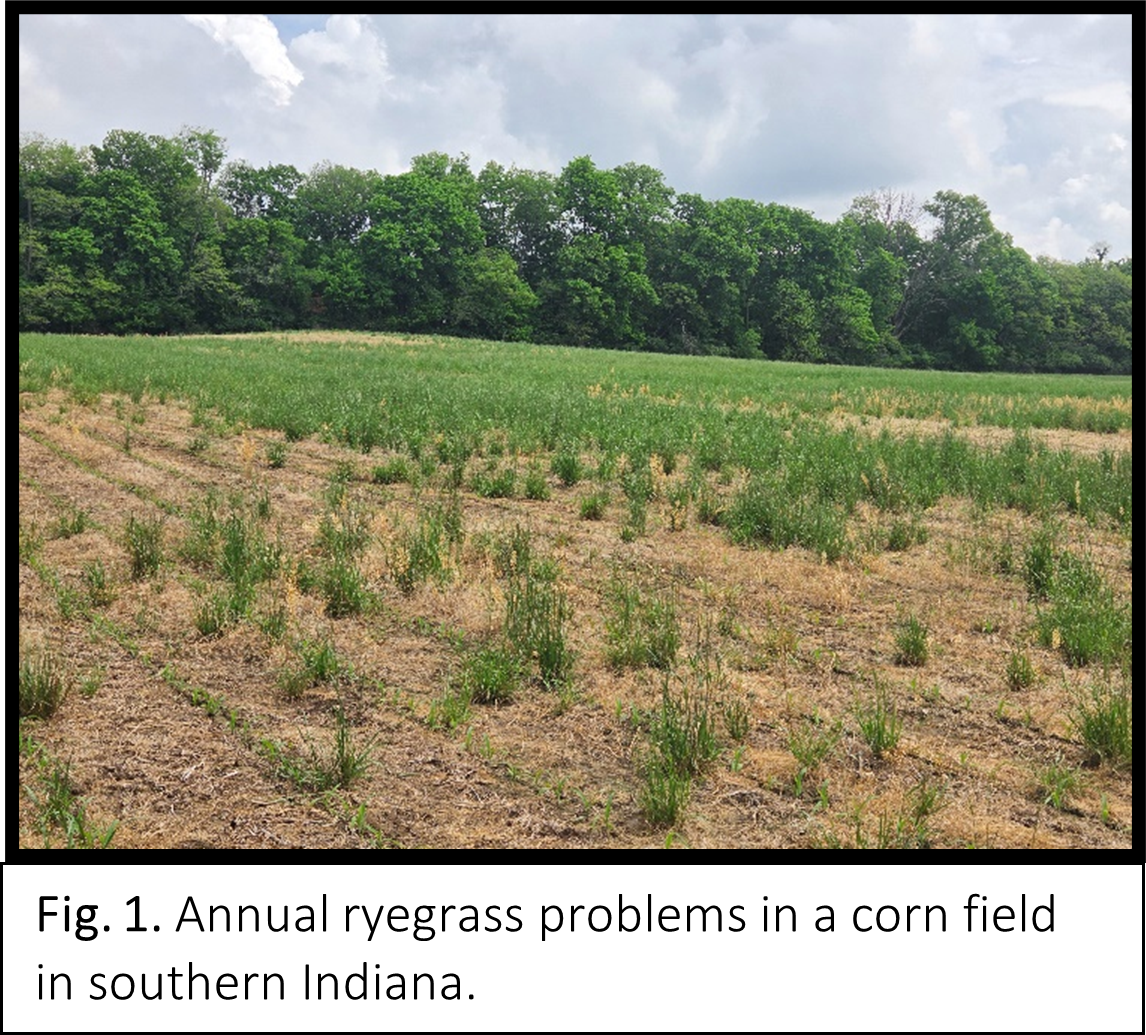 Ryegrass