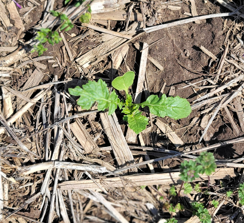 Be On The Lookout For Spring Germinating Cover Crop Seed | Purdue ...