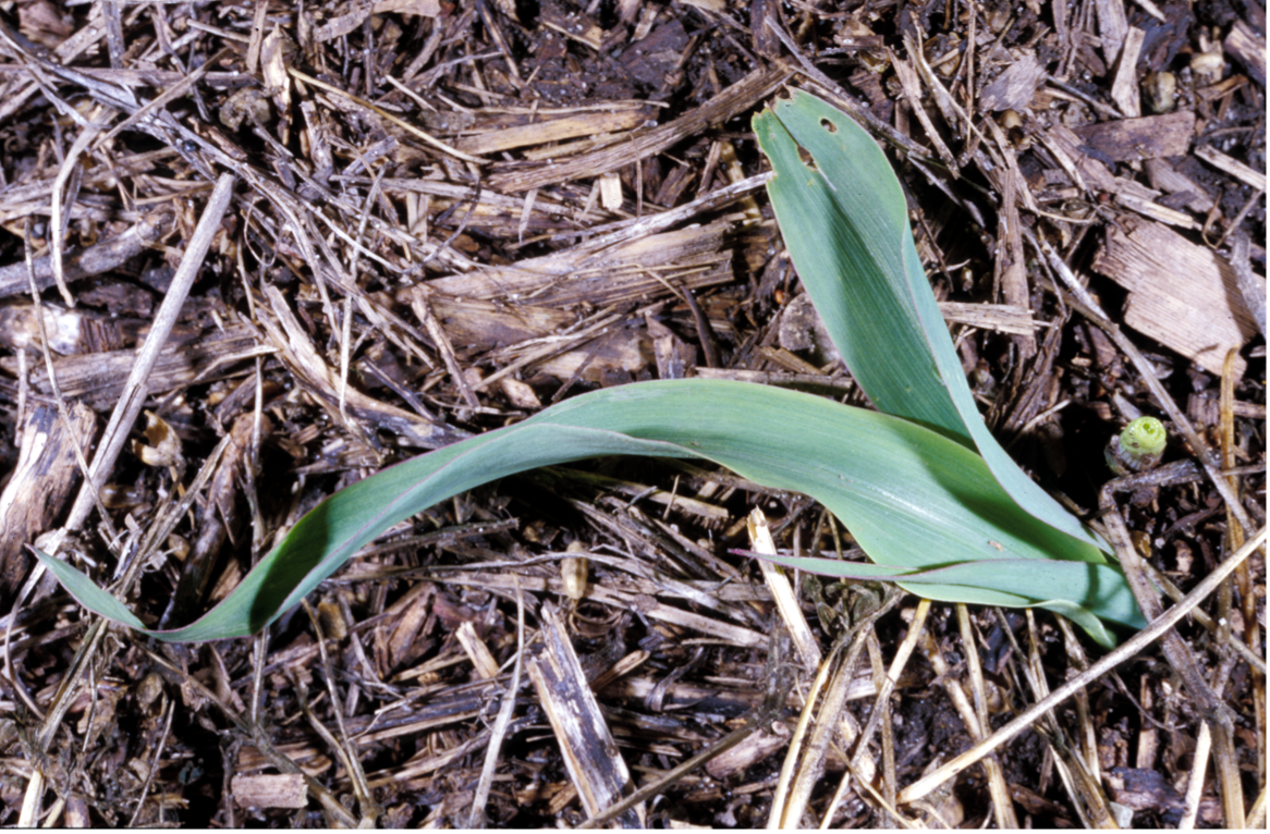 The five larval instars, or stages, of black cutworm. Only the larger instars damage plants by “cutting”, as shown; younger larvae will notch leaf edges.