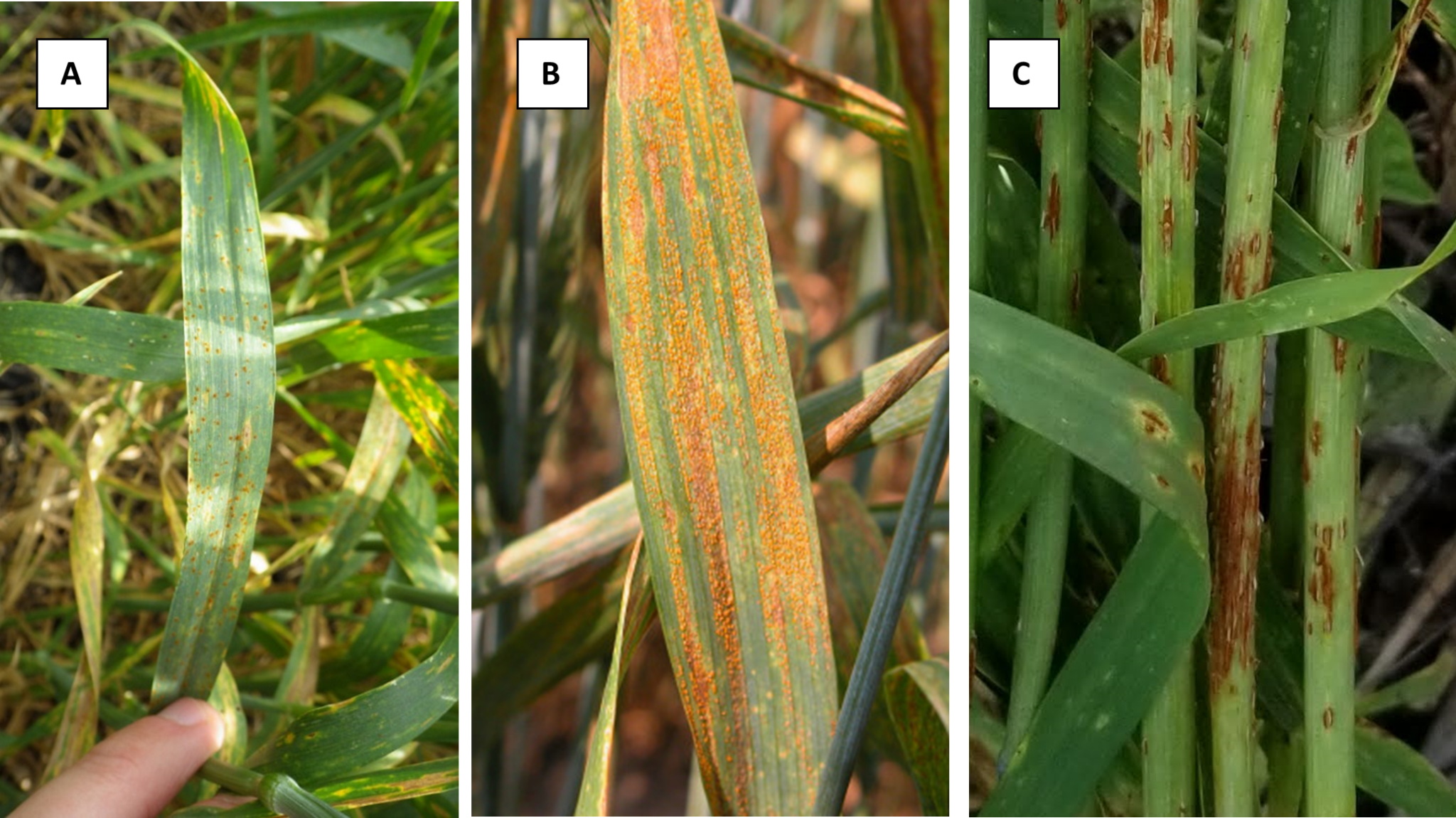 Figure 1. Pustules of leaf rust (A), strip rust (B) and stem rust (C) in wheat. Image source. A) A. Friskop at https://cropprotectionnetwork.org/encyclopedia/leaf-rust-of-wheat, B). C. Grau at https://cropprotectionnetwork.org/encyclopedia/stripe-rust-of-wheat and D. Telenko, Purdue University.