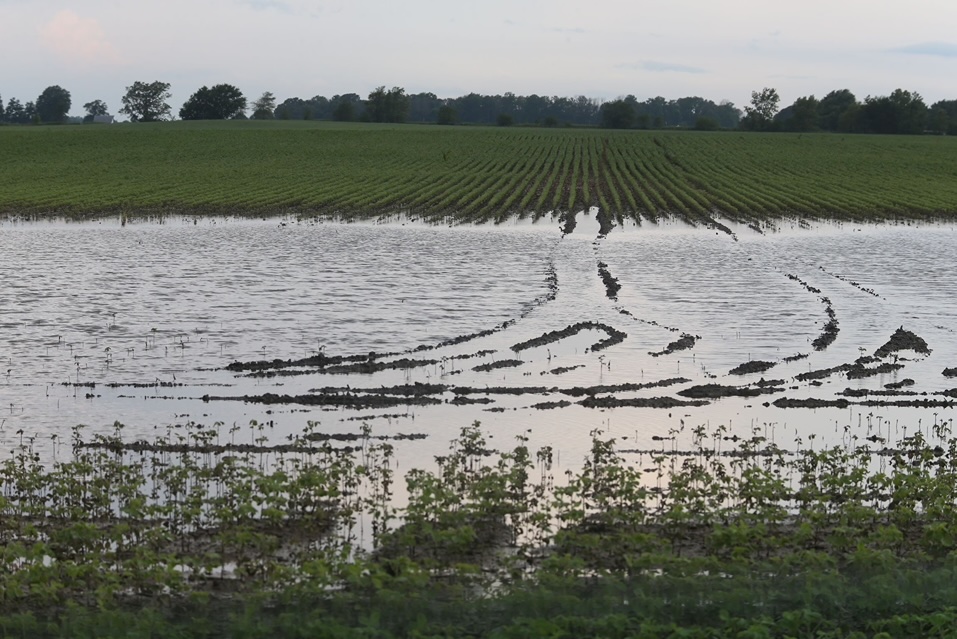 flooded field