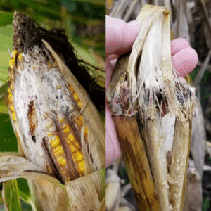 Cattle Ear Rot Stalk And Ear Rots: Identify Them Now to Help With Harvest Decisions ...