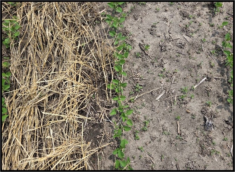 Figure 2. Demonstration of cereal rye (left) suppressing summer annual weeds compared to a bare soil surface (right).