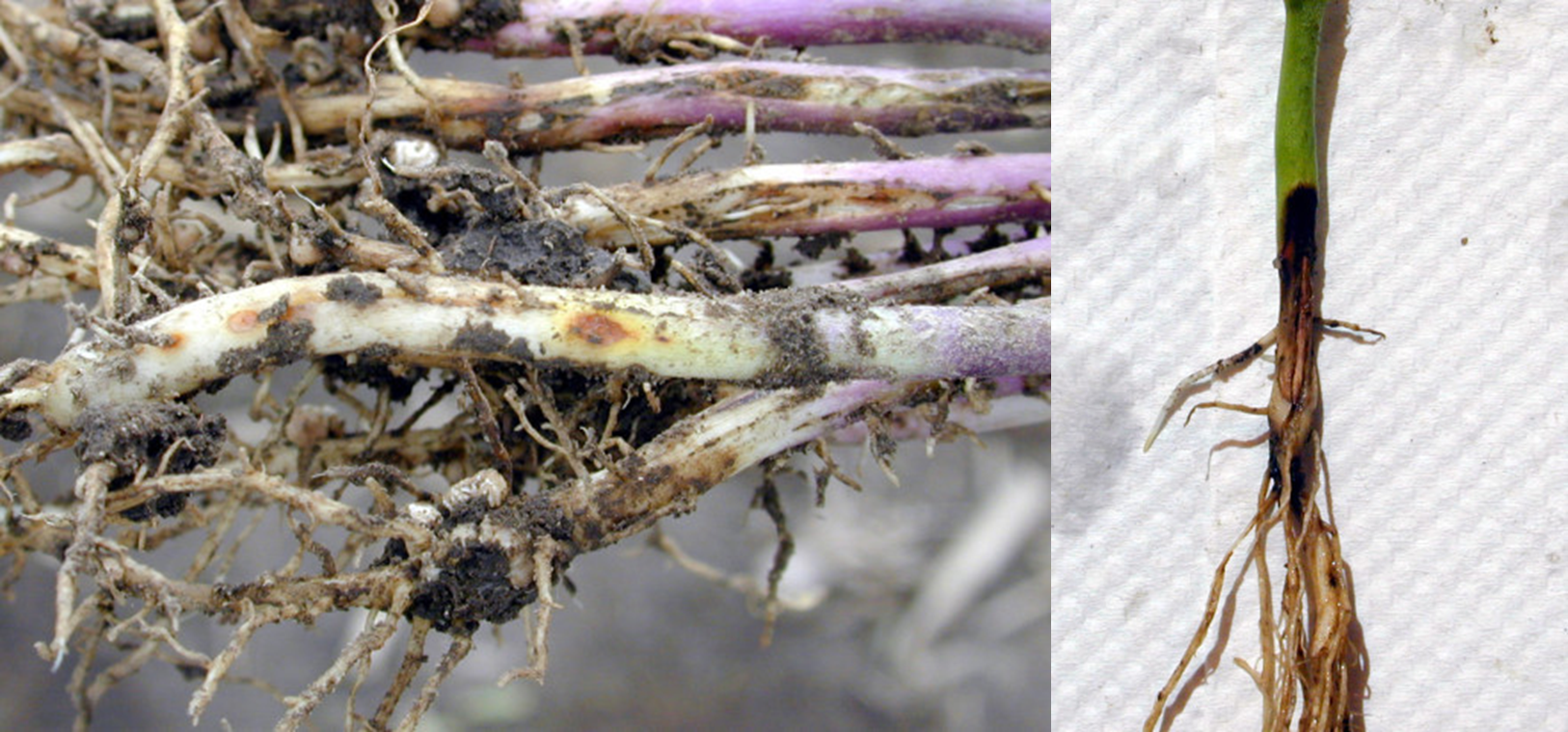 Figure 2. Reddish lesions on hypocotyls caused by Rhizoctonia infection (Photo Credit: Daren Mueller and Tristan Mueller)