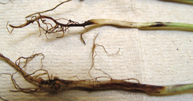 Figure 3. Brown and black lesions on soybean roots infected with Fusarium root rot (Photo Credit: Loren Giesler)