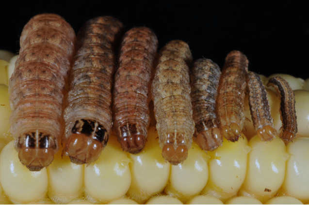 Early instars (left) are lacking the identifying black rectangles behind the head capsule that develop with older larvae (right).(Photo Credit: John Obermeyer) 