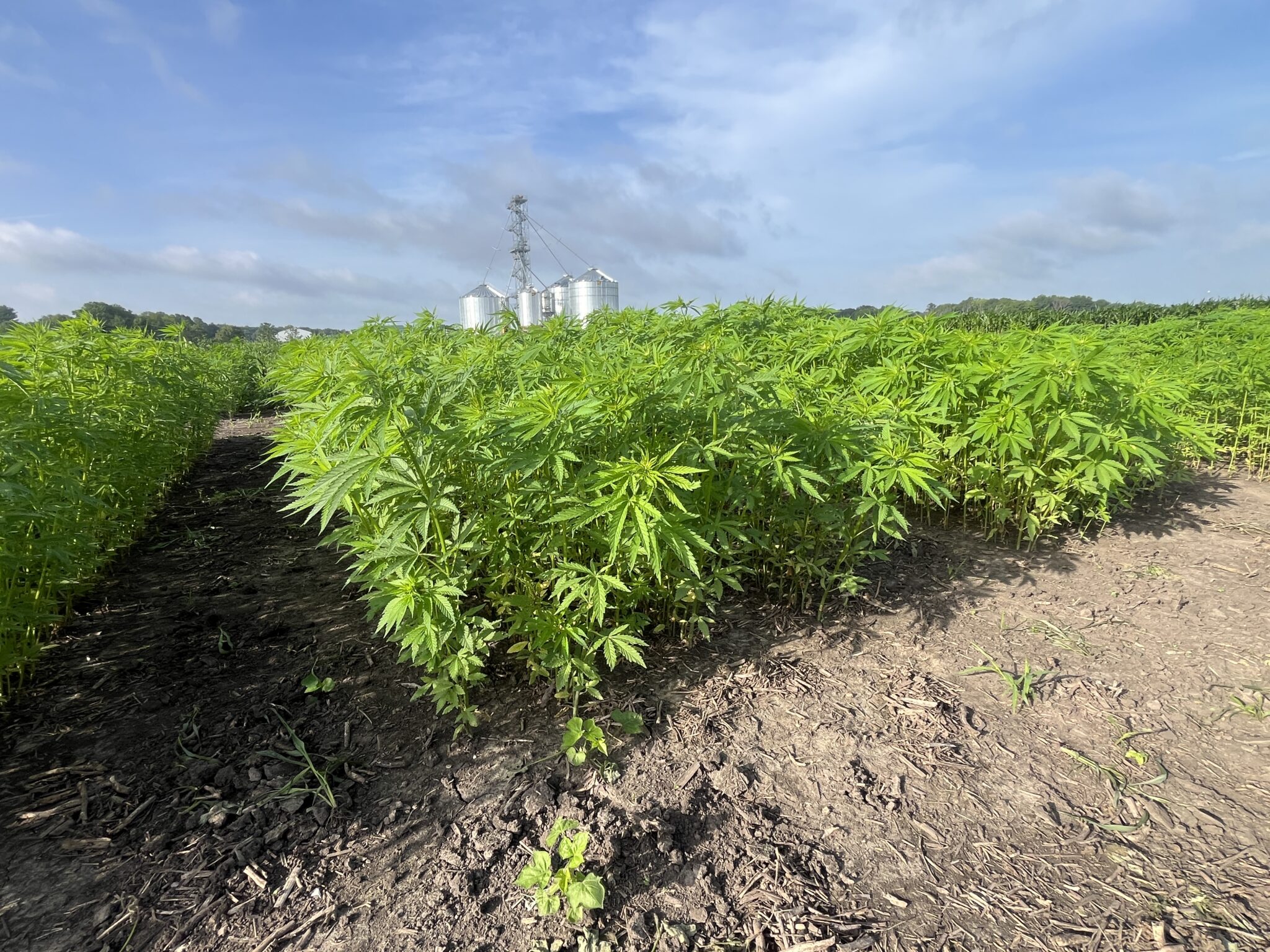 Attendees will be able to walk through the hemp research plots and observe different grain and fiber cultivars.