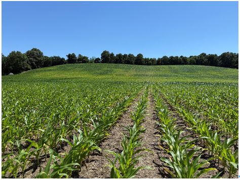 Picture 1. Evidence of corn stunting, uneven growth, and yellowing due to excessive rainfall and soil waterlogging in Dubois County, Indiana. Photo taken June 2, 2026.