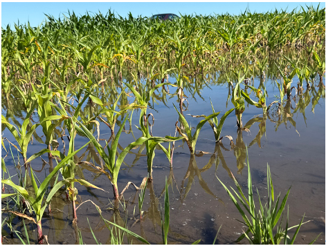 Picture 2. Standing water and flood damaged corn on June 23rd, 2026 in West Lafayette, IN.