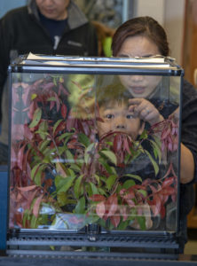 leaf insect observation