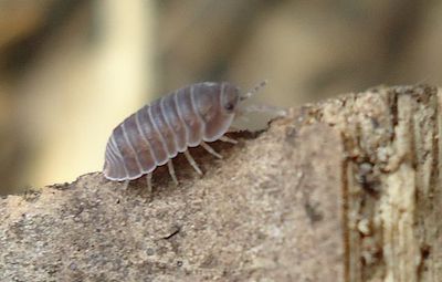 pillbug