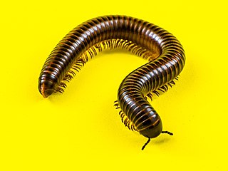 millipede