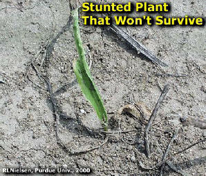 stunted plant that won't survive