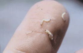Rootworms on finger