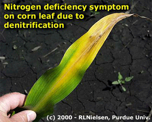 Nitrogen deficiency symmptom on corn leaf due to denitrification