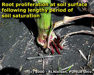 Root proliferation at soil surface following lengthy period o soils saturation