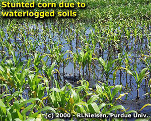 Stunted corn due to waterlogged soils