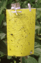 Bugs on a trap