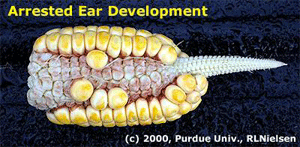 Arrested Ear Development