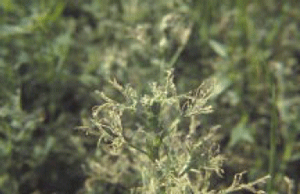 Severe alfalfa weevil damage