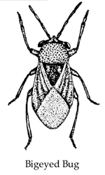 Bigeyed Bug