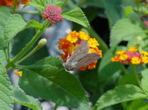 Armyworm moth on flowers in greenhouse 