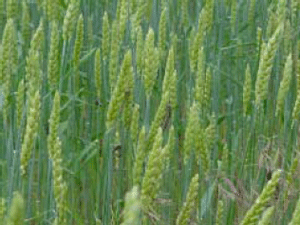 Armyworm larvae on wheat heads