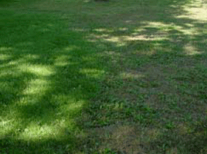 Armyworm destroying homelawn next to pasture