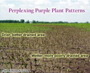 Perplexing Purple Plant Patterns