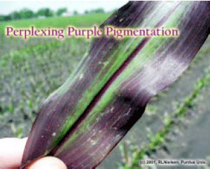 Perplexing Purple Pigmentation